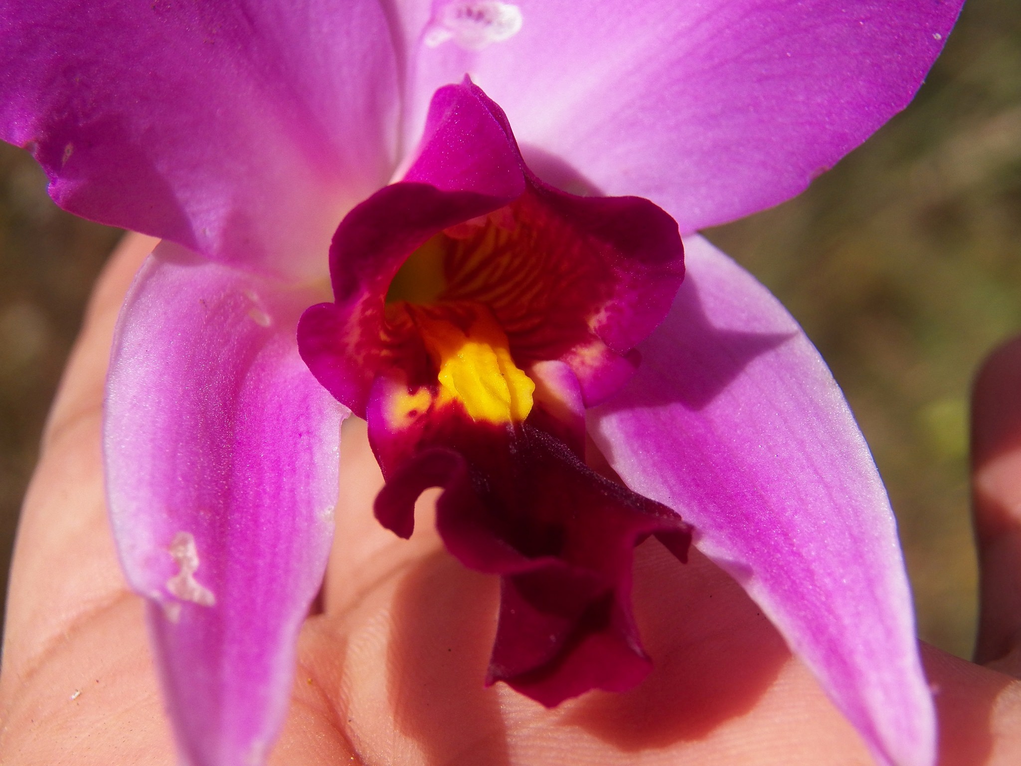 Laelia anceps coerulea